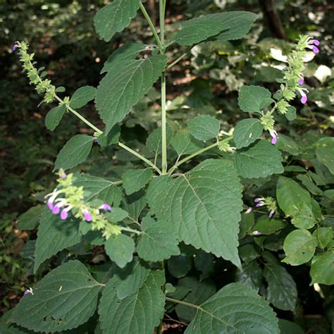 門口避邪|鬼月「避邪植物」推薦這5種！「抹草」沐浴可趨吉避。